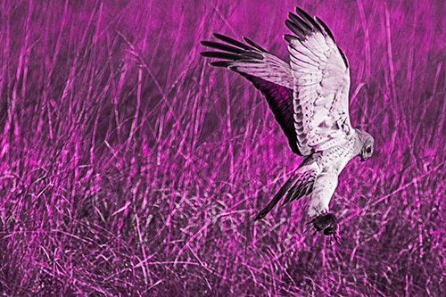 Flying Northern Harrier Marsh Hawk Captures Rodent (Pink Tone Photo)