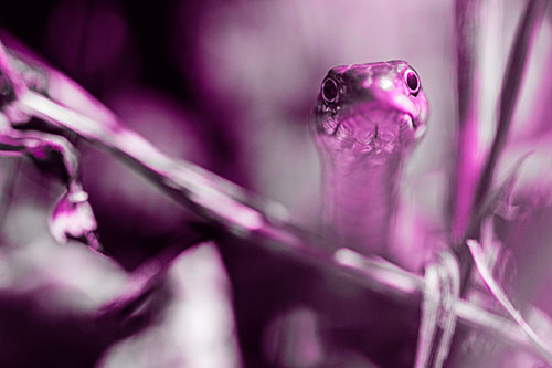 Garter Snake Peeking Head Above Sticks (Pink Tone Photo)