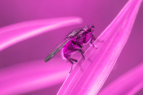 Golden Dung Fly Perched Along Sloping Fescue Grass Blade (Pink Tone Photo)