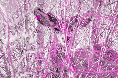 Hidden Mule Deer Watching Behind Tree Branches (Pink Tone Photo)