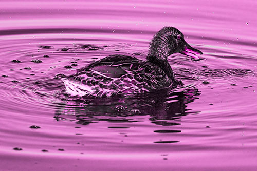 Joyful Water Splashing Mallard Duck Enjoying Calm Lake (Pink Tone Photo)