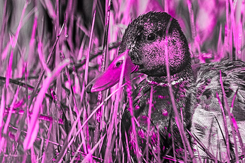 Male Mallard Duck Resting Among Reed Grass (Pink Tone Photo)