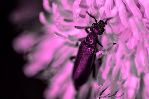 Oedemera Beetle Feasting Among Dandelion (Pink Tone Photo)