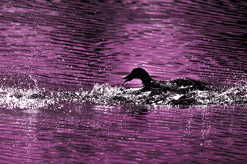 Playful Mallard Duck Gets Splashed Among Lake Horizon (Pink Tone Photo)