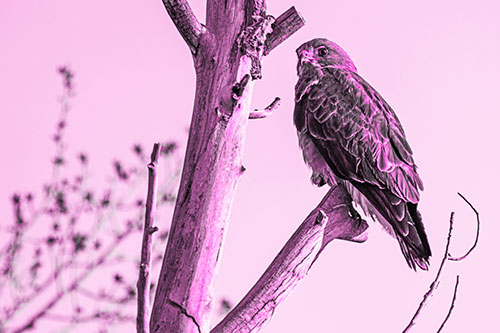 Rough Legged Hawk Perched Atop Tree Branch (Pink Tone Photo)