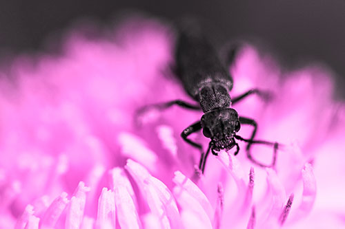 Snarling Oedemera Beetle Eating Dandelion Pollen (Pink Tone Photo)