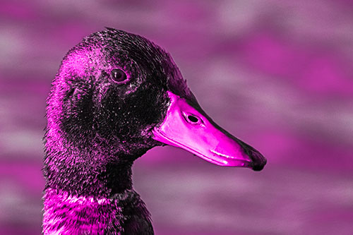 Soaked Male Mallard Duck Watching Among Lake (Pink Tone Photo)