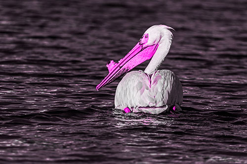 Swimming Pelican Glances Backwards Among Lake Water (Pink Tone Photo)