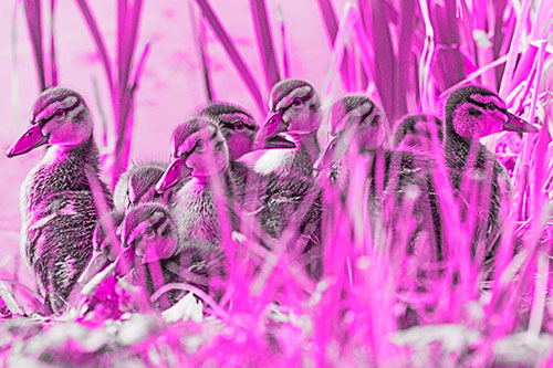Ten Baby Mallard Ducklings Resting Among Reed Grass (Pink Tone Photo)
