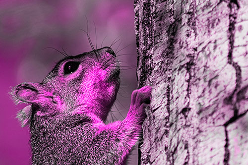 Tree Climbing Squirrel Gazing Upwards (Pink Tone Photo)