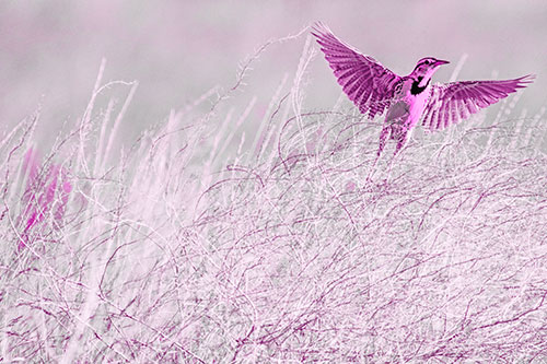Western Meadowlark Takes Flight Off Branches (Pink Tone Photo)
