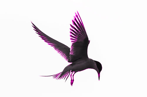 Wing Flapping Tern Eying For Fish Below (Pink Tone Photo)
