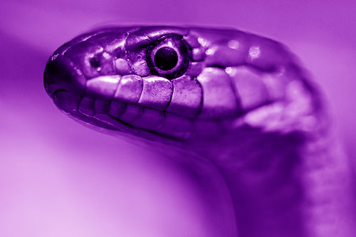 Alert Garter Snake Keeping Eye Out (Purple Shade Photo)