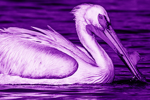 Beak Dipping Pelican Eying Across Lake Water (Purple Shade Photo)