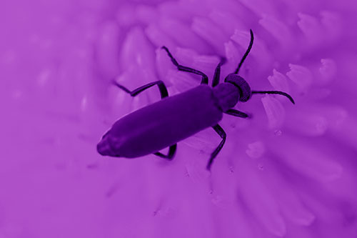 Crawling Oedemera Beetle Searching Atop Dandelion (Purple Shade Photo)