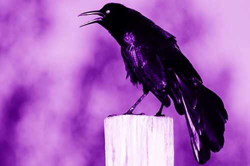 Croaking Great Tailed Grackle Perched Atop Wooden Post (Purple Shade Photo)