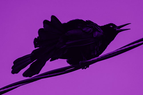 Crouching Great Tailed Grackle Squeaking Atop Cable (Purple Shade Photo)