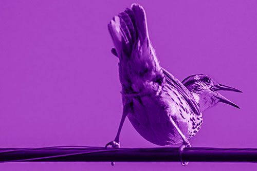Crouching Western Meadowlark Singing Towards Sunlight (Purple Shade Photo)