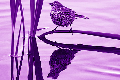 Female Red Winged Blackbird Casts Reflection Atop Bent Water Reed (Purple Shade Photo)