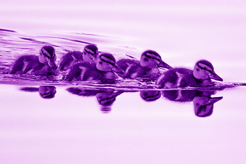 Five Baby Mallard Ducklings Swimming Across Lake Water (Purple Shade Photo)