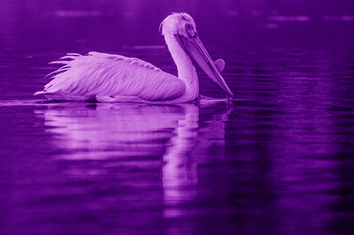 Floating Pelican Reflection Among Lake Water (Purple Shade Photo)