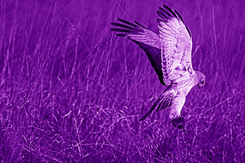 Flying Northern Harrier Marsh Hawk Captures Rodent (Purple Shade Photo)