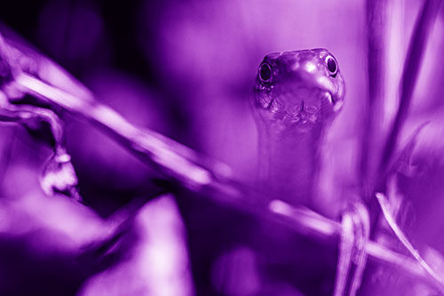 Garter Snake Peeking Head Above Sticks (Purple Shade Photo)