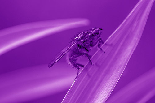 Golden Dung Fly Perched Along Sloping Fescue Grass Blade (Purple Shade Photo)