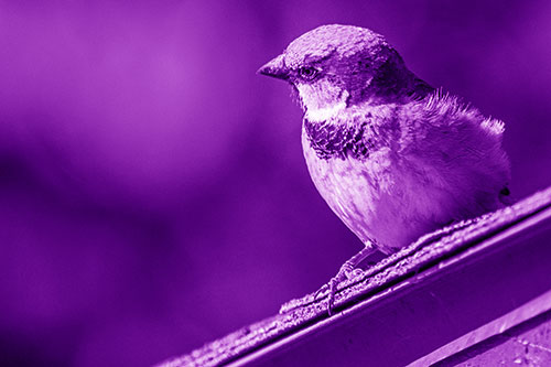 Head Tilting House Sparrow Perched Along Rooftop (Purple Shade Photo)