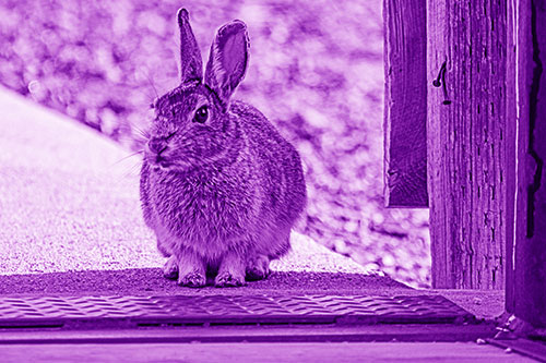 Hesitant Bunny Rabbit Considers Crossing Wooden Bridge (Purple Shade Photo)