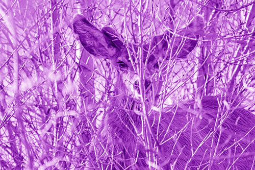 Hidden Mule Deer Watching Behind Tree Branches (Purple Shade Photo)