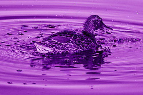 Joyful Water Splashing Mallard Duck Enjoying Calm Lake (Purple Shade Photo)