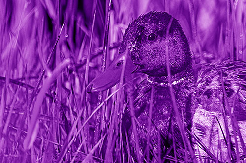 Male Mallard Duck Resting Among Reed Grass (Purple Shade Photo)