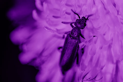 Oedemera Beetle Feasting Among Dandelion (Purple Shade Photo)