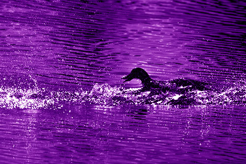 Playful Mallard Duck Gets Splashed Among Lake Horizon (Purple Shade Photo)