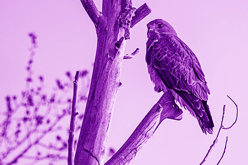 Rough Legged Hawk Perched Atop Tree Branch (Purple Shade Photo)