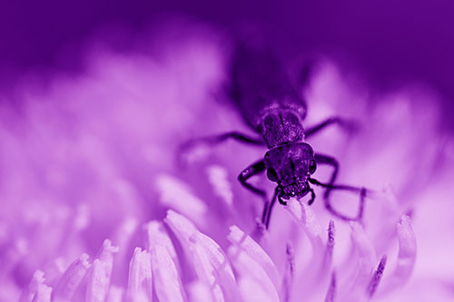 Snarling Oedemera Beetle Eating Dandelion Pollen (Purple Shade Photo)