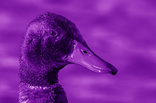 Soaked Male Mallard Duck Watching Among Lake (Purple Shade Photo)
