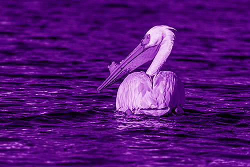 Swimming Pelican Glances Backwards Among Lake Water (Purple Shade Photo)