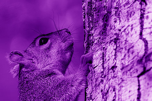 Tree Climbing Squirrel Gazing Upwards (Purple Shade Photo)