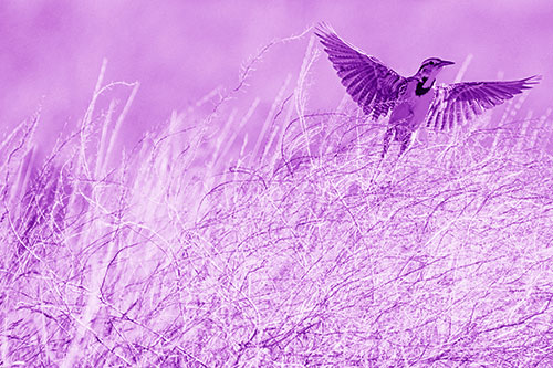 Western Meadowlark Takes Flight Off Branches (Purple Shade Photo)