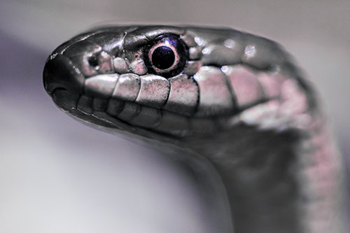 Alert Garter Snake Keeping Eye Out (Purple Tint Photo)