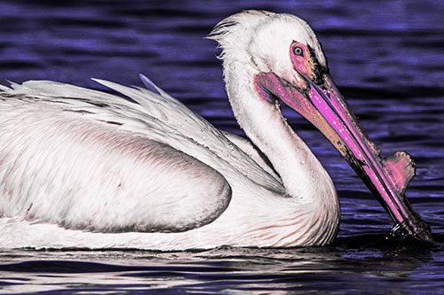 Beak Dipping Pelican Eying Across Lake Water (Purple Tint Photo)