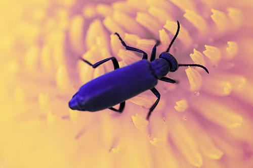 Crawling Oedemera Beetle Searching Atop Dandelion (Purple Tint Photo)