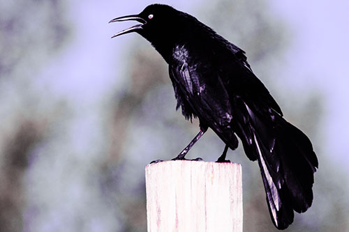 Croaking Great Tailed Grackle Perched Atop Wooden Post (Purple Tint Photo)