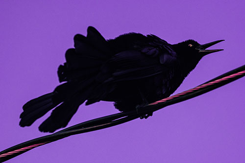 Crouching Great Tailed Grackle Squeaking Atop Cable (Purple Tint Photo)