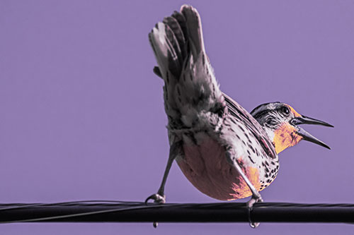 Crouching Western Meadowlark Singing Towards Sunlight (Purple Tint Photo)