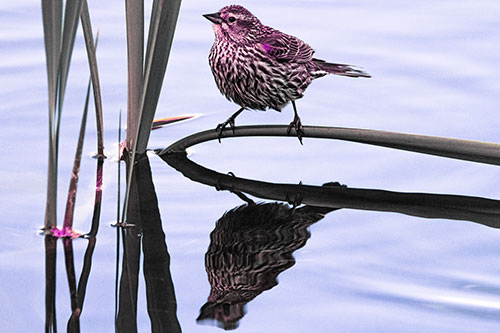 Female Red Winged Blackbird Casts Reflection Atop Bent Water Reed (Purple Tint Photo)
