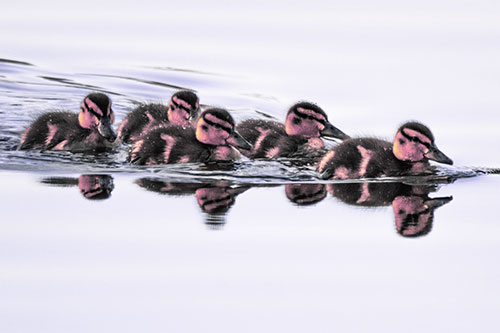 Five Baby Mallard Ducklings Swimming Across Lake Water (Purple Tint Photo)