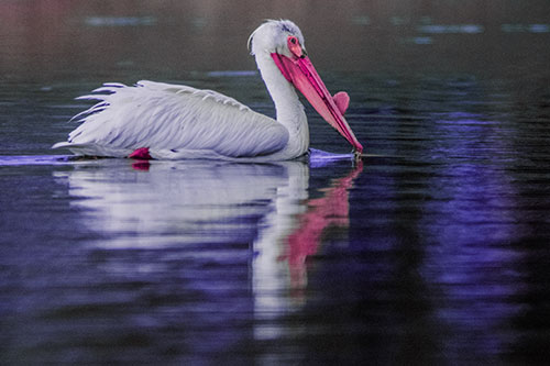 Floating Pelican Reflection Among Lake Water (Purple Tint Photo)